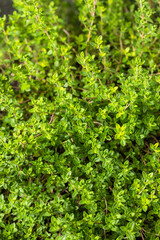 Raw Organic Green Thyme Leaves