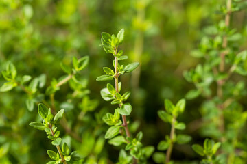 Raw Organic Green Thyme Leaves