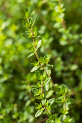 Raw Organic Green Thyme Leaves
