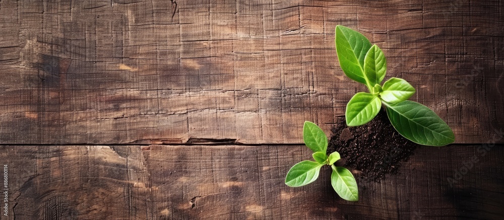 Poster sprout background with open board and copy space image.