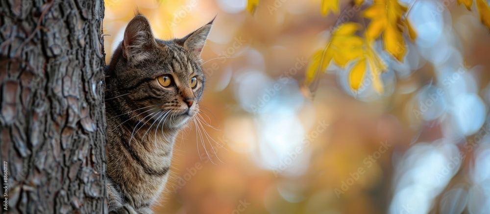 Poster Autumn scene with a cat positioned on a tree, with copy space image.