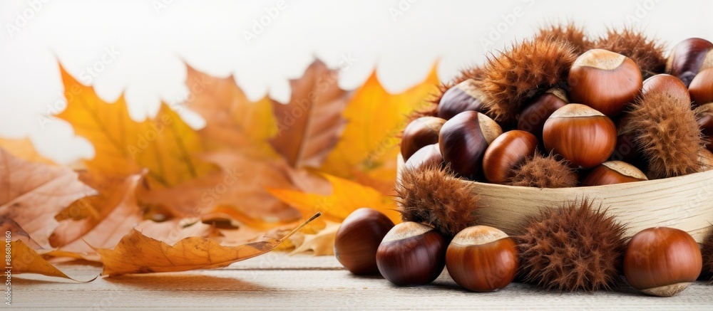 Aufkleber arranged chestnuts with vibrant oak leaves on a white backdrop, providing a charming autumn-themed s