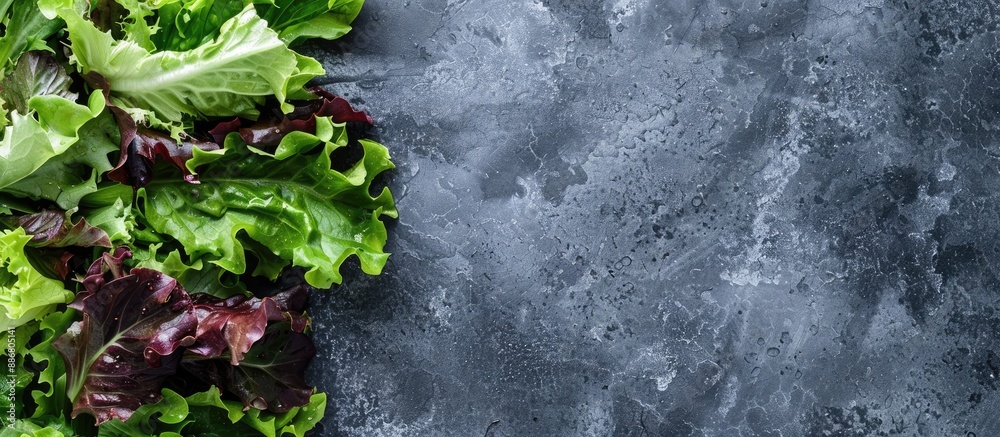 Poster fresh lettuce salad leaves as a backdrop for a healthy food concept with a copy space image.
