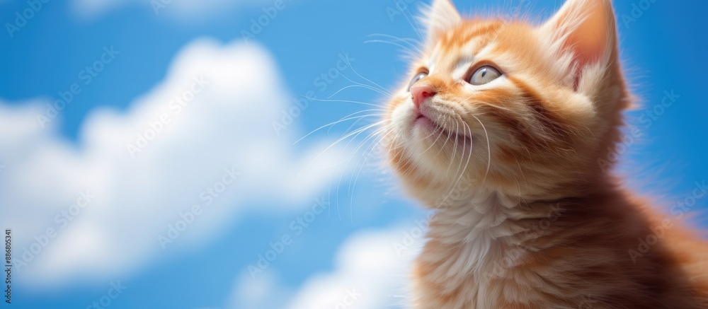 Poster adorable red kitten gazing at the sky in an endearing manner, offering a charming element to any cop
