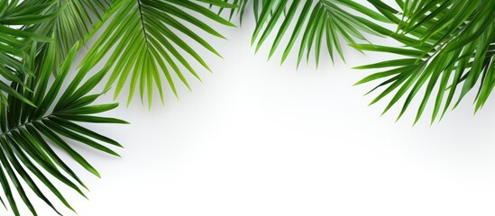 Obraz premium Isolated green palm leaf pattern on white background with copy space image on the right.