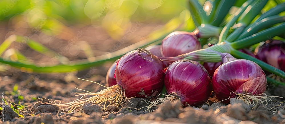 Poster nature scenes featuring onions growing in a garden with selective focus and ample copy space image.