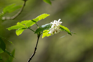 Green tree leaves on a blurred nature background.