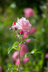 Rose flowers growing outdoors in nature