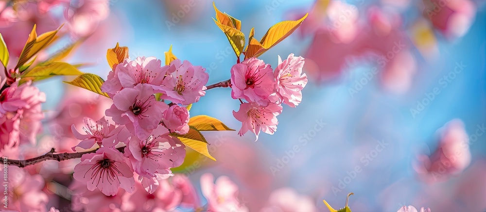 Sticker close-up image of sakura tree in full bloom with beautiful pink flowers in spring at a park, set aga