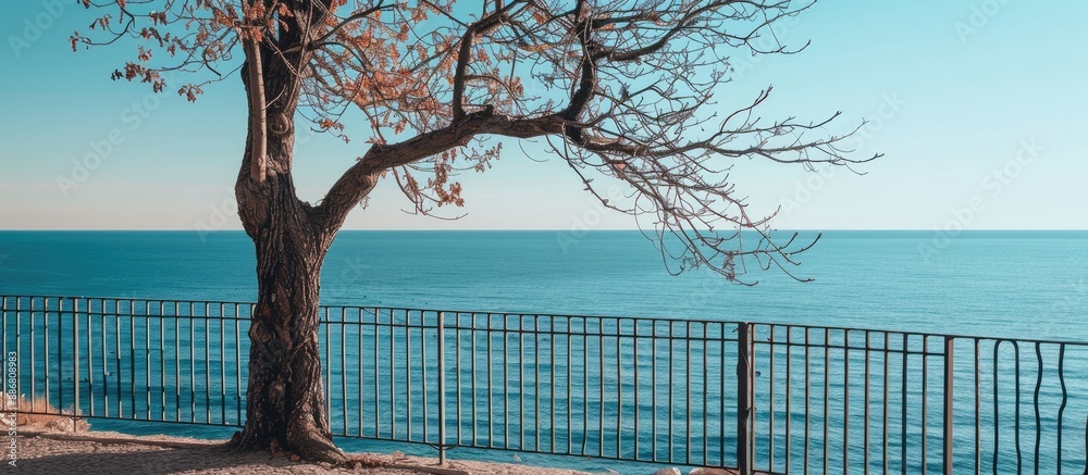 Poster Tree's bare branches tower beside a metal fence, overlooking a tranquil sea under a clear sky on a sunny day, creating a serene scene with copy space image.
