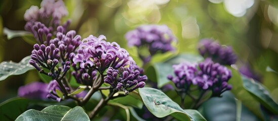 Purple flowers of Calotropis gigantea blooming in a garden with a suitable backdrop for a copy space image.