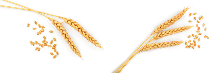 grain and ears of wheat isolated on white background. Top view