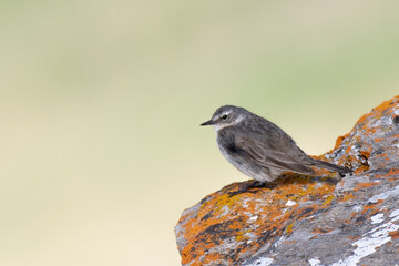 Water pipit (Anthus spinoletta) perched on a stone on uniform lighty background, Alps Mountains, Italy. Horizontal.
