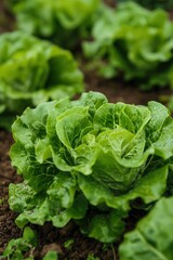 Lettuce garden close-up with green leaves scattered on brown soil. Fresh produce in natural setting with earthy tones and vibrant greens. Perfect for eco-friendly foodie or gardening themes.