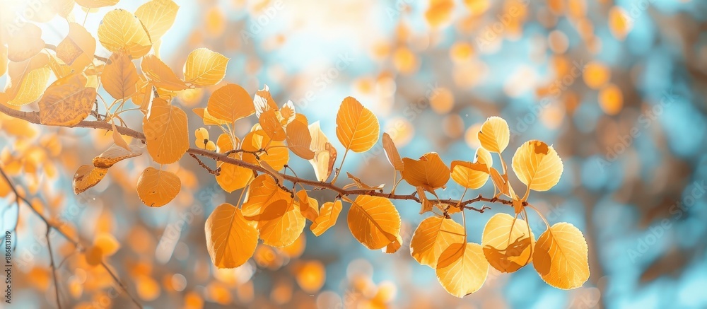 Aufkleber aspen tree branch with yellow leaves against a sunny backdrop, ideal for a copy space image.