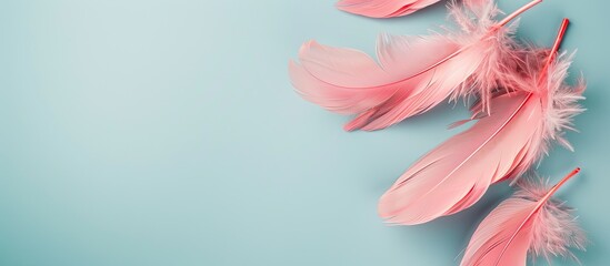 A flat lay composition featuring lovely pink feathers against a soft light blue backdrop with room for text in the copy space image.