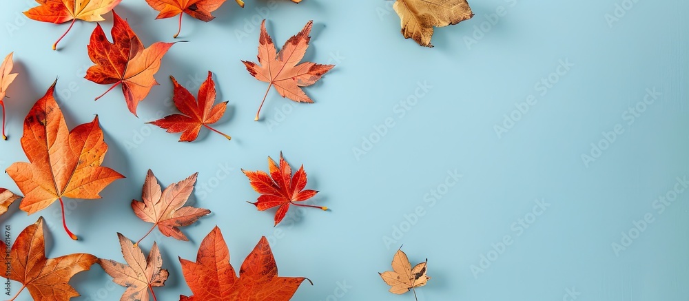 Poster autumn-colored maple leaves dried and arranged on a light blue backdrop with copy space image availa