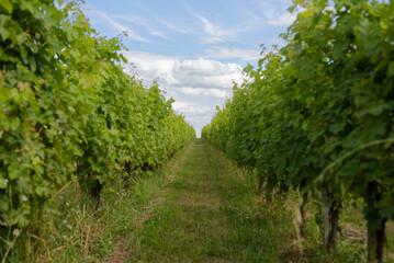 vigne, rang de vigne, viticulture 