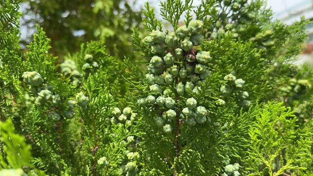Unripe cone berries of Juniperus communis in forest. The cones are used to flavour certain beers and gin.