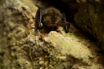 A bat is seen resting on rocks in its natural environment, showing its habitat and camouflage