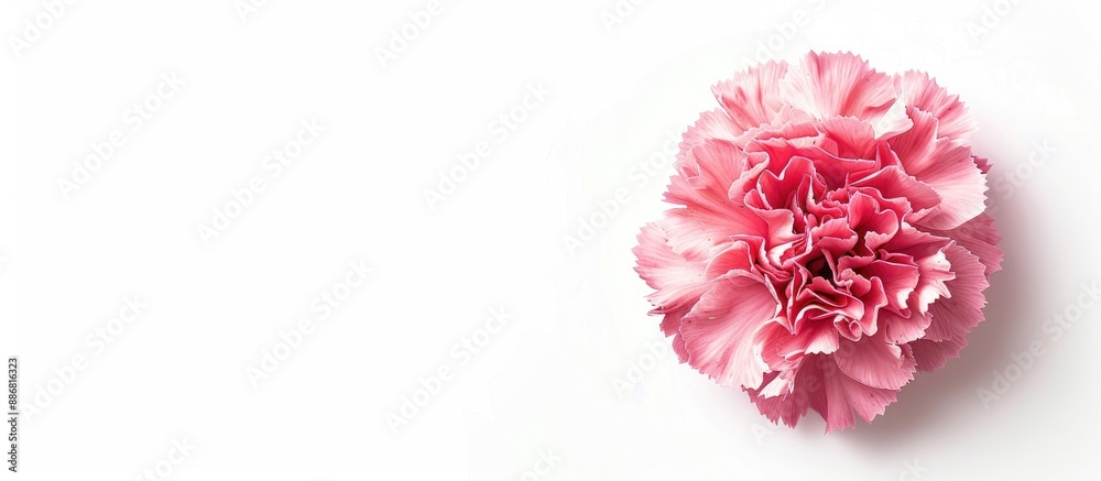 Aufkleber pink carnation flower isolated on a white background for mother's day with copy space image.