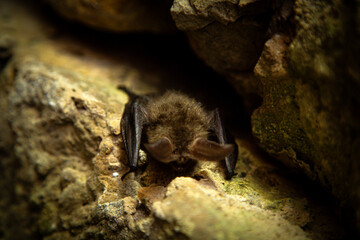 A bat quietly perched amidst the rocks, skillfully camouflaging itself in its surroundings
