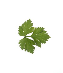 Apium graveolens leaves, on white background