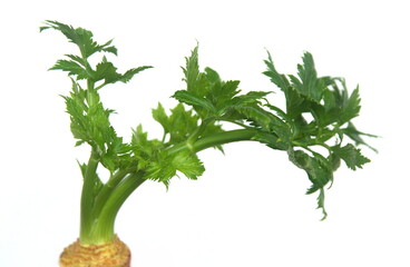 Apium graveolens leaves, on white background