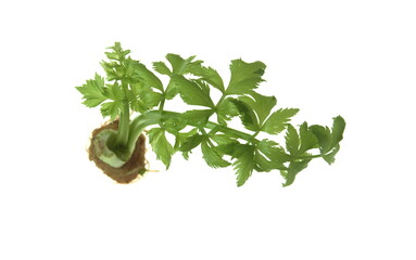 Apium graveolens leaves, on white background