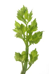 Apium graveolens leaves, on white background
