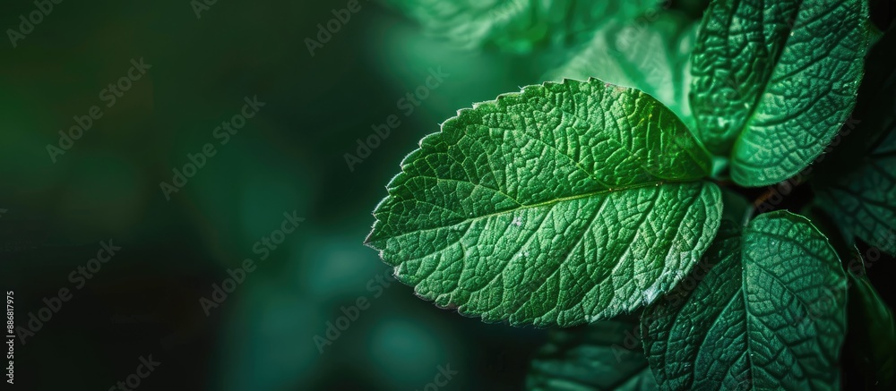 Poster close-up of a green leaf with copy space image.
