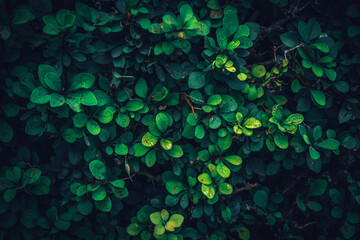 A close up of dark green Barberry bush leaves texture