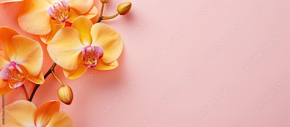 Poster close-up of a yellow orchid on a soft pink backdrop in a top-down view, with room for additional ele