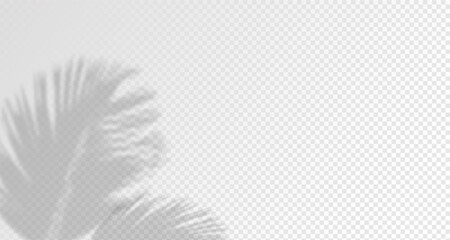 Blurred shadows from leaves and plants in the room. Soft overlay of natural light. Abstract background for product presentation.Natural light layout.