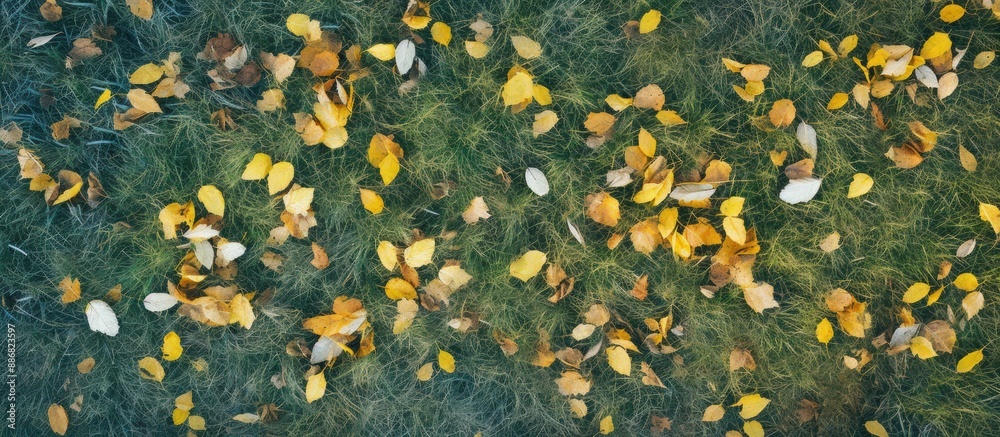 Poster aerial view of yellow autumn leaves on green grass field with copy space image.