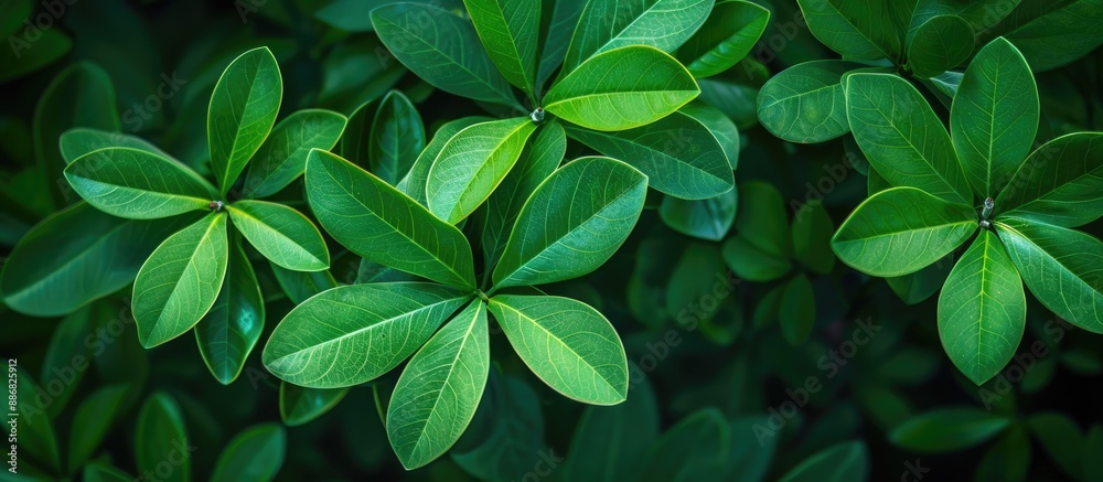 Poster Background featuring green leaves of Bauhinia aureifolia with copy space image.