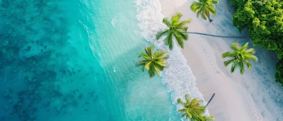 palms line the shore, white sand in ocean's heart