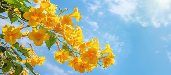 Yellow trumpet tree flowers blooming in a tropical garden against a blue sky, providing copy space in the image.