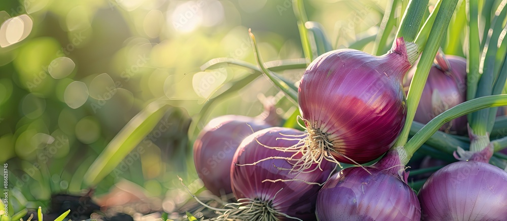 Poster Nature scenes featuring onions growing in a garden with selective focus and ample copy space image.