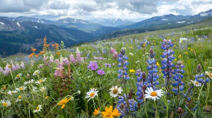 Obraz premium Discuss the impact of climate change on wildflower populations.