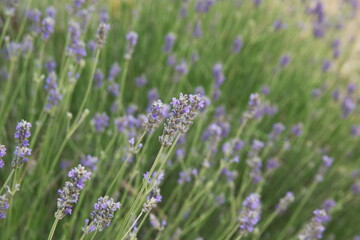 Lavender, Lavandula angustifolia, Lavandula officinalis in bloom