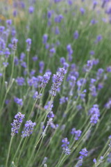 Obraz premium Lavender, Lavandula angustifolia, Lavandula officinalis in bloom