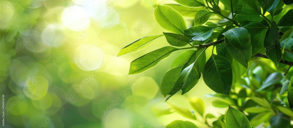 Poster Close-up view of bright green leaves on a magnolia kobus tree set against a blurred green backdrop, with selective focus. Ideal for nature-themed designs as a copy space image.