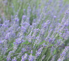 Lavender, Lavandula angustifolia, Lavandula officinalis in bloom