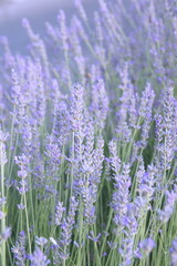 Lavender, Lavandula angustifolia, Lavandula officinalis in bloom
