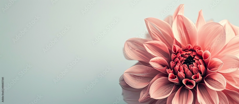 Leinwandbilder a stock flower head displayed against a plain white backdrop with copy space image available below.