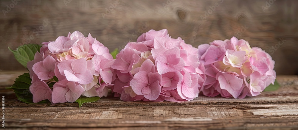 Fototapete pale pink hydrangea blossoms displayed with paper on a wooden surface background, providing space fo