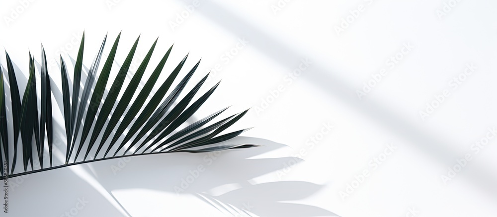 Poster a minimalist composition portraying a monochromatic palm leaf shadow against a white surface. backgr