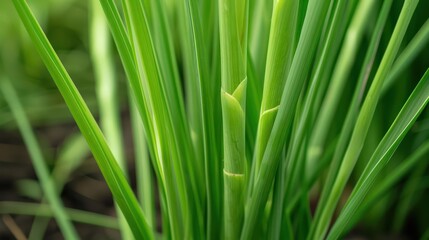 In a supernatural scene, lemongrass stalks sway gently in an ethereal breeze, their citrusy aroma infusing the air and bringing a burst of magical refreshment to culinary creations