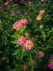 pink flowers in the garden